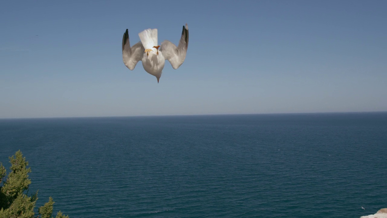 海鸥在空中翱翔，飞向大海视频素材