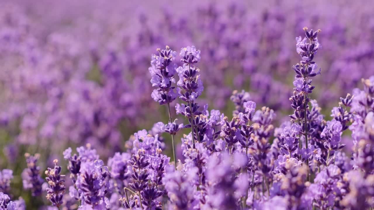 美丽的盛开的薰衣草近距离。薰衣草紫薰衣草花与美丽的紫色和灯视频下载