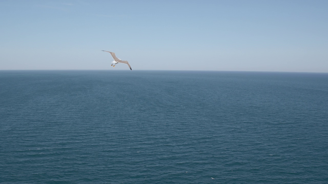 海鸥在大海上空翱翔，海上风光视频素材