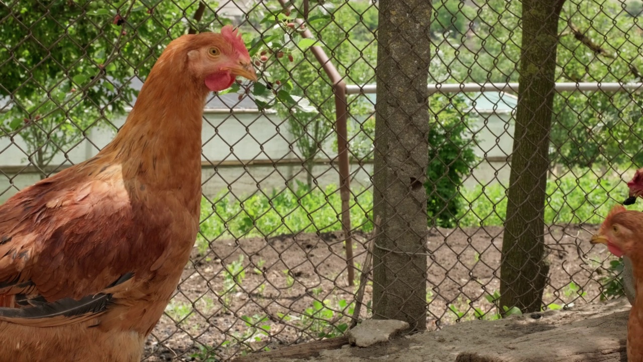 夏天在有机农场里寻找食物的散养鸡视频素材