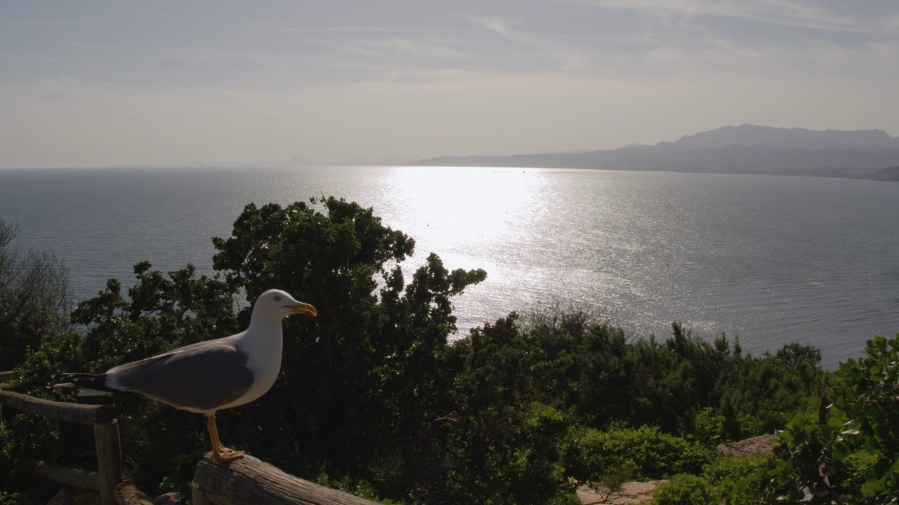 哭泣的海鸥和阳光下的海洋风景视频素材