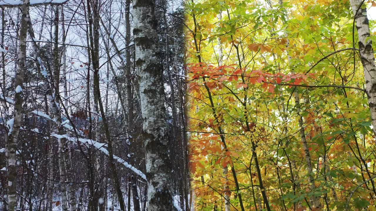 在一个阳光明媚的日子里，在birсh森林里从秋天到冬天的季节变化。沿着森林线拍摄的横向慢镜头。视频素材