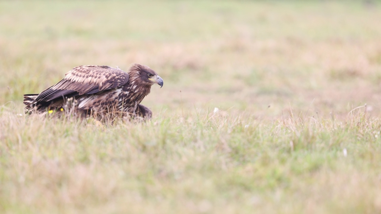 雄伟的白尾鹰是用4k慢动作拍摄的视频素材