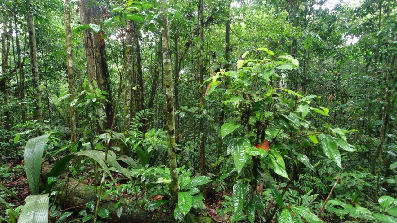 漫步热带雨林视频素材