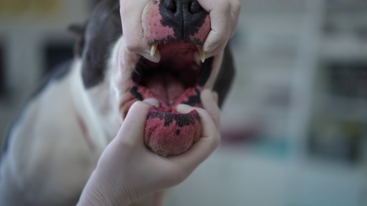 特写兽医的手张开的下巴，美国斯塔福德郡梗在慢动作。在兽医诊所室内，戴着手套检查宠物龋齿的难以辨认的白人妇女。视频素材