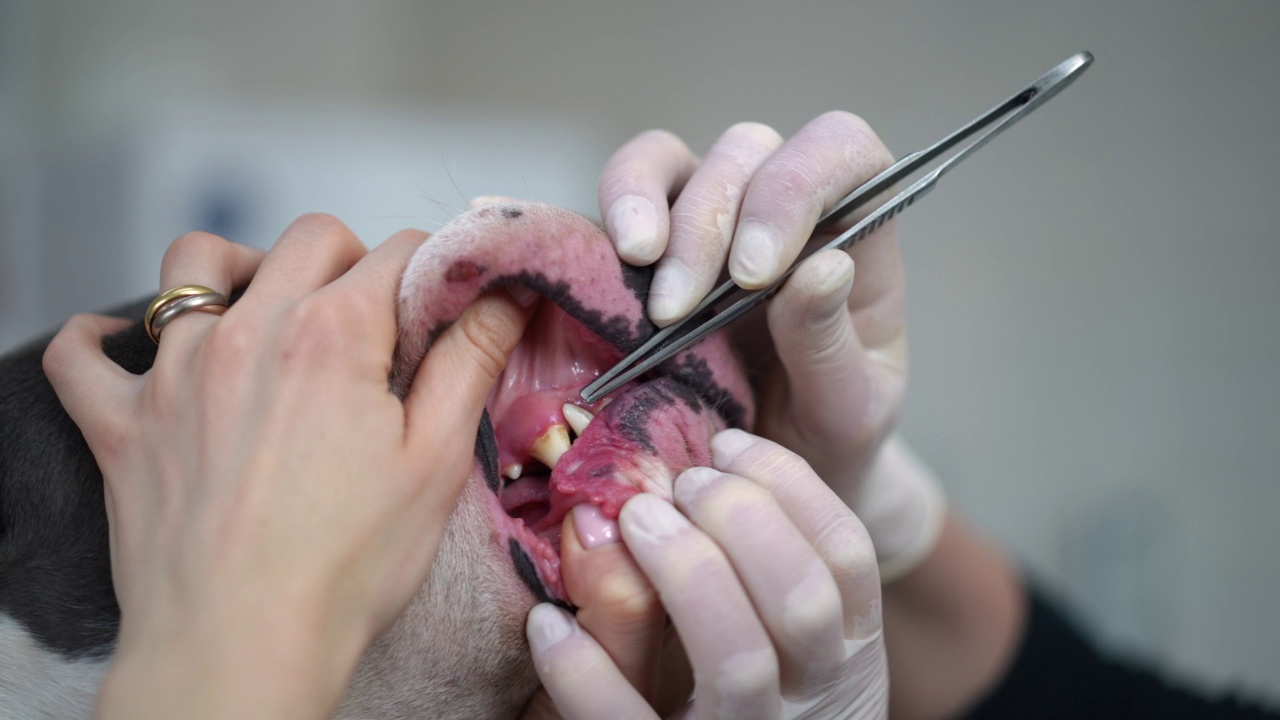 特写狗下巴与女性手在手套清洁牙齿镊子。在兽医诊所用镊子检查宠物龋齿的不知名的白人兽医慢动作。视频素材