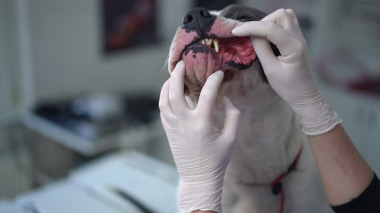 美国斯塔福德郡梗舔鼻子，兽医打开下巴检查牙齿的慢动作。不明身份的白人妇女在兽医诊所为狗做医学检查。视频素材