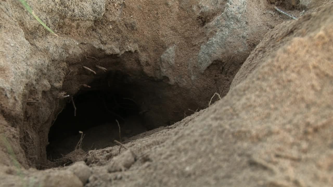 猫鼬挖地/非洲视频素材