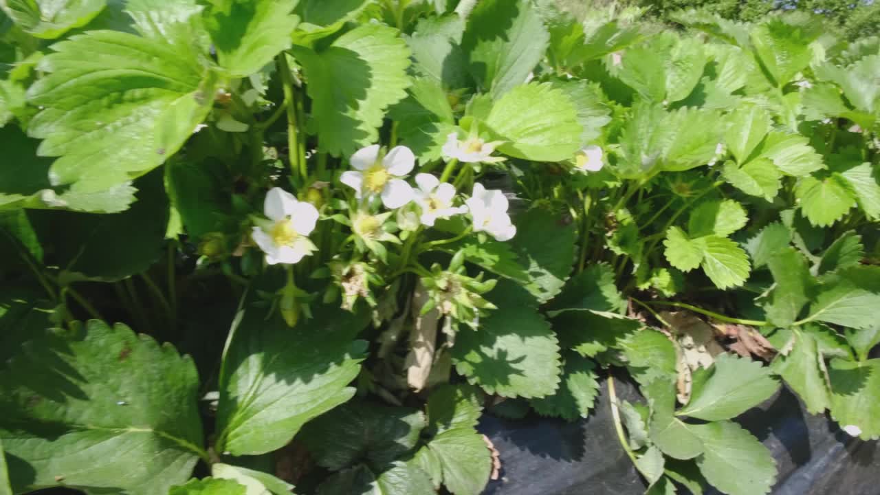 一株白色草莓的花朵在风中摇曳。草莓。视频下载