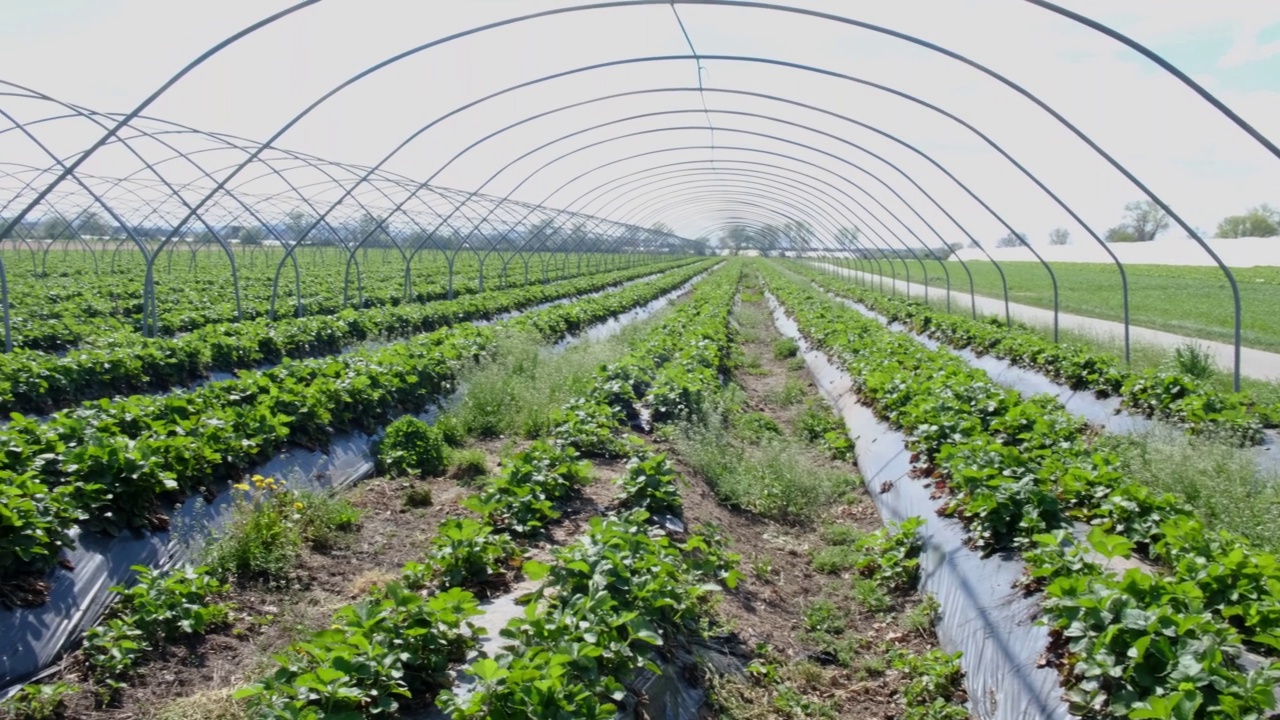 现代草莓大棚田、大棚农场、草莓种植园。视频下载