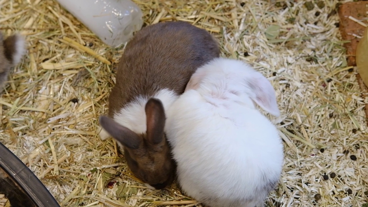 两只毛茸茸的彩色小兔子在吃东西。视频下载