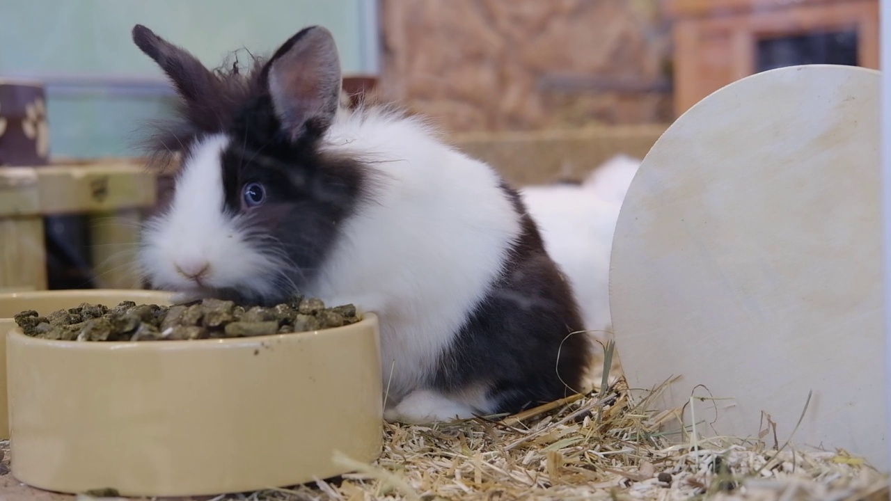 毛茸茸的彩色小兔子吃着盘子里的食物。宠物视频下载