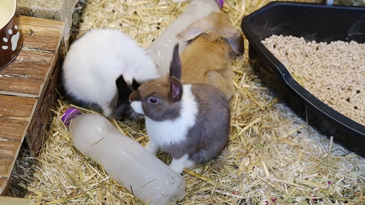 两只毛茸茸的彩色小兔子在吃东西。视频下载
