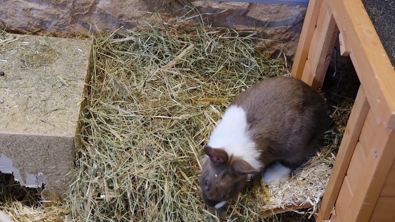 毛茸茸的五颜六色的小兔子在自家的草地或稻草上玩耍。宠物视频下载