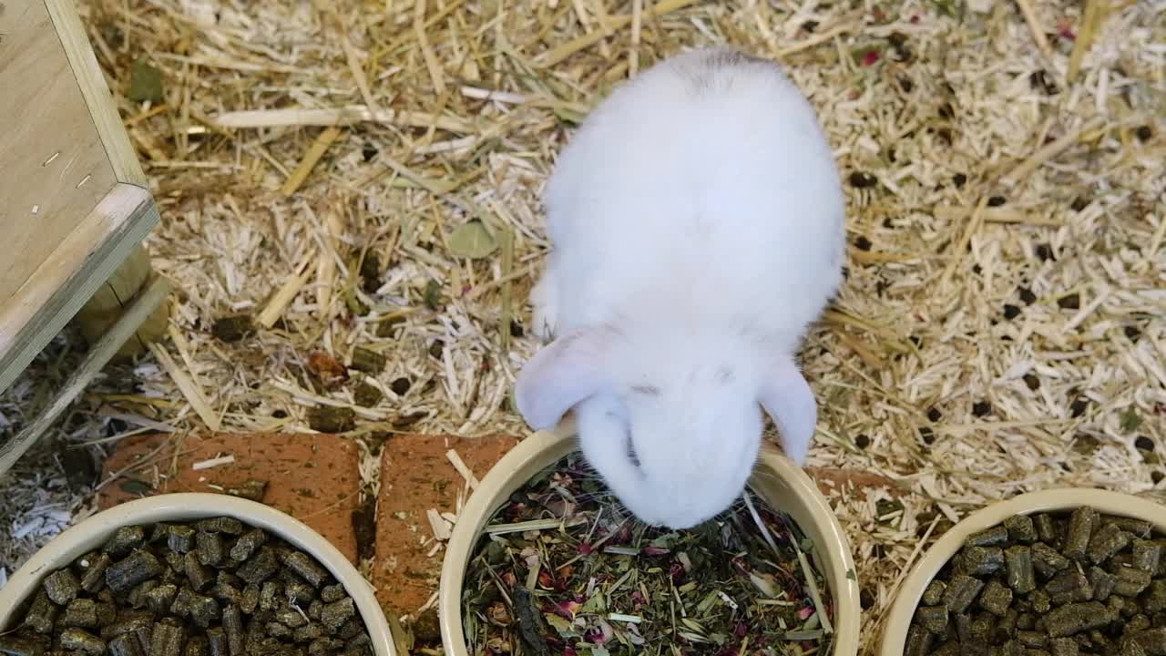 白色毛茸茸的小兔子在吃盘子里的食物。视频下载