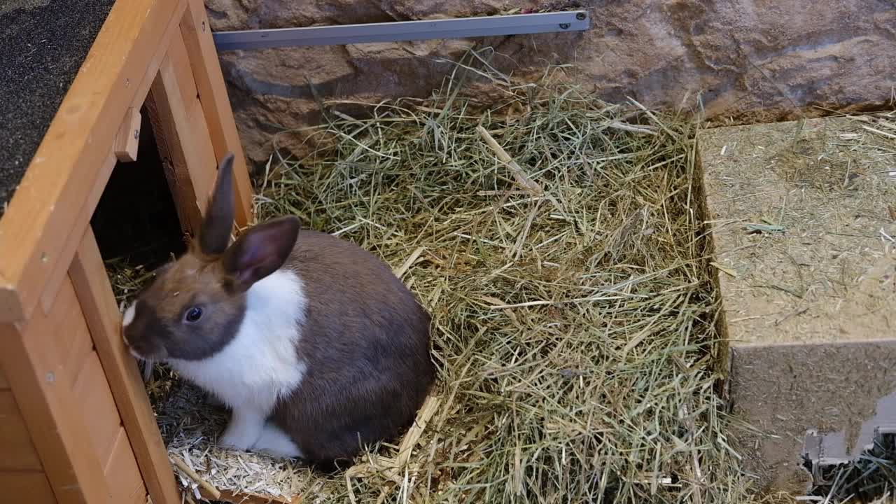 毛茸茸的五颜六色的小兔子在自家的草地或稻草上玩耍。宠物视频下载