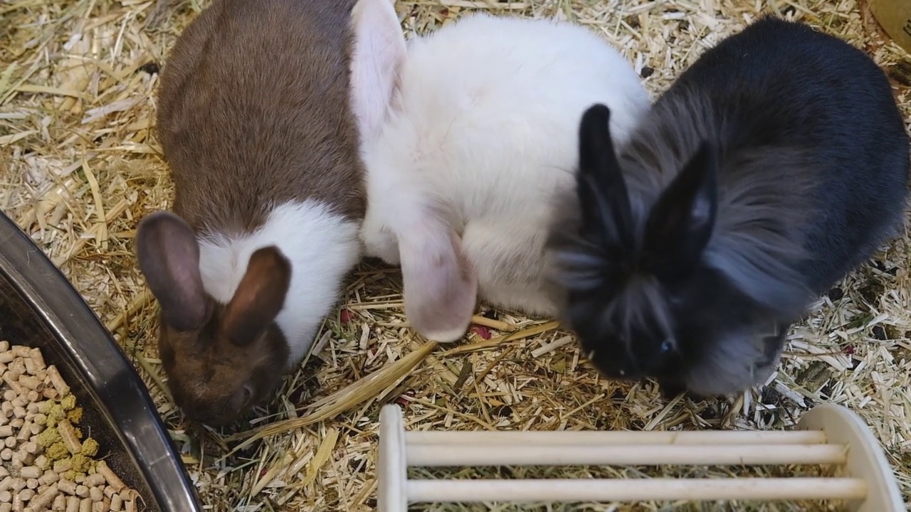 三只毛绒绒的彩色小兔子在吃东西。宠物。兔子的农场视频下载
