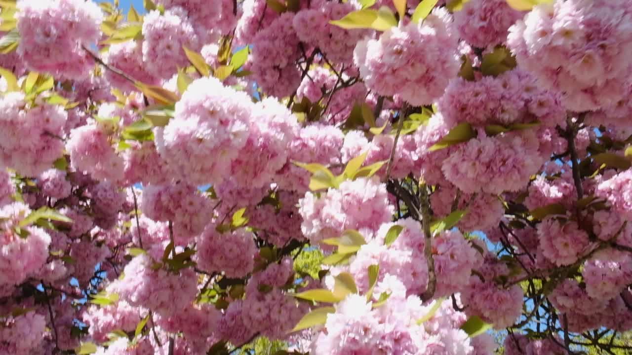 樱花嫩枝绽放。樱花背景特写。视频下载