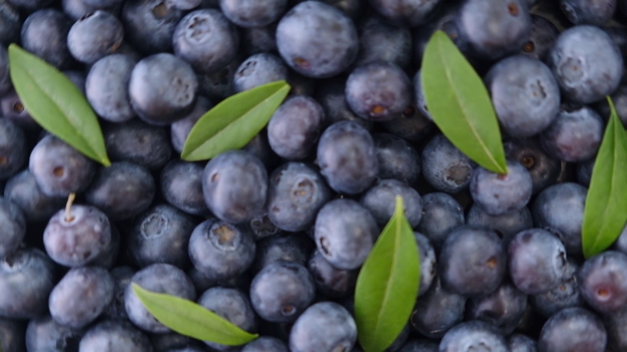 蓝莓和绿叶旋转的背景。新鲜和成熟的有机蓝莓Rote背景。视频下载