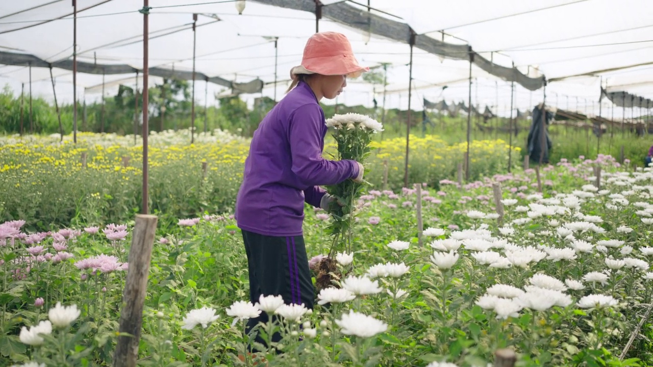 亚洲成年妇女农夫在农场收获花。视频素材