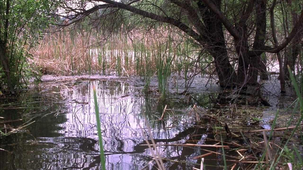 沼泽地中沼泽的中等角度。左晃右晃几下，见停滞的沼泽水和高大的绿色芦苇。看到树枝和绿叶。看枯黄的芦苇视频素材