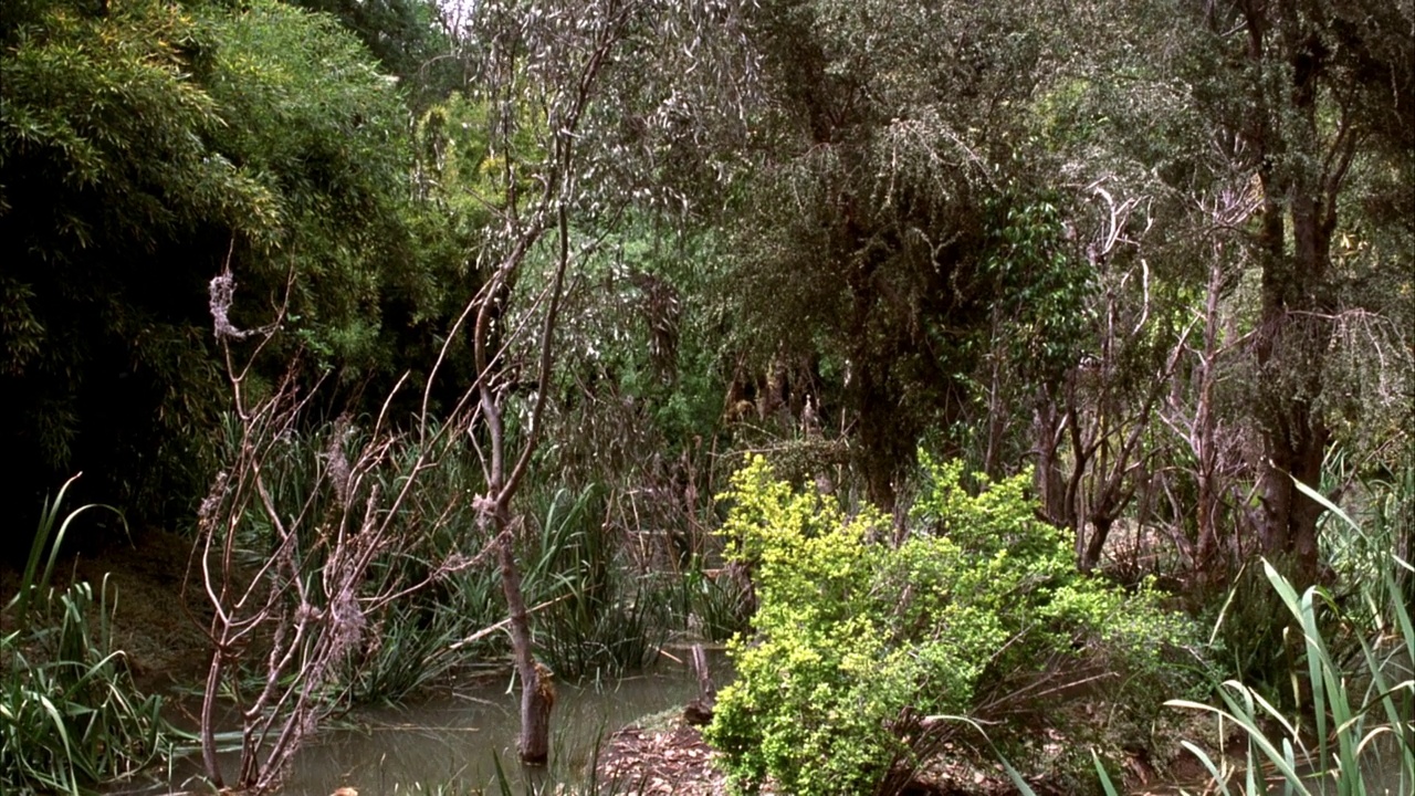 沼泽地中沼泽的中等角度。左晃右晃几下，见停滞的沼泽水和高大的绿色芦苇。看到树枝和绿叶。看枯黄的芦苇视频素材