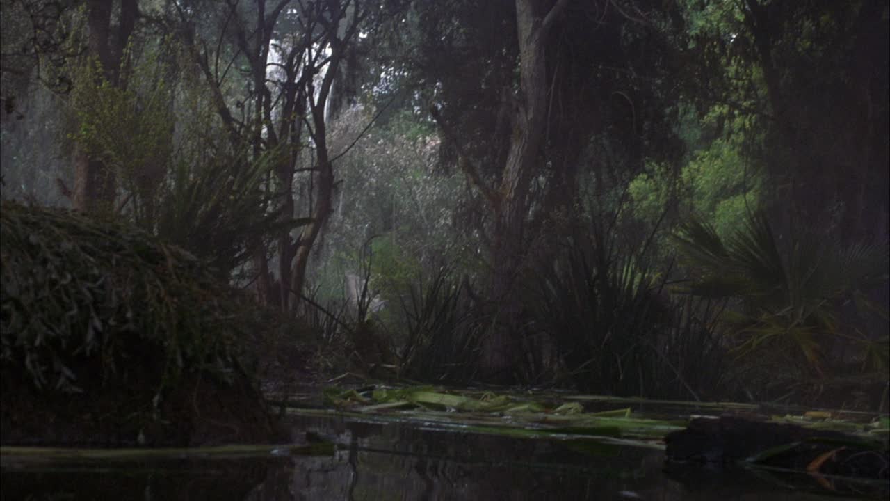 中等角度的沼泽和一些雾。看上面漂浮着树叶和树枝的死水。在背景中看到高大多叶的树木。看到高大的绿色芦苇。可能大沼泽地视频素材