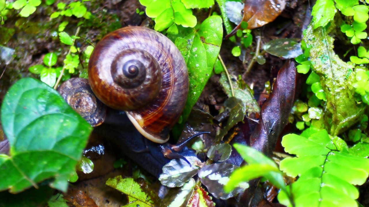 靠近蜗牛在热带花园周围的苔藓蕨类和绿叶园艺背景。视频下载