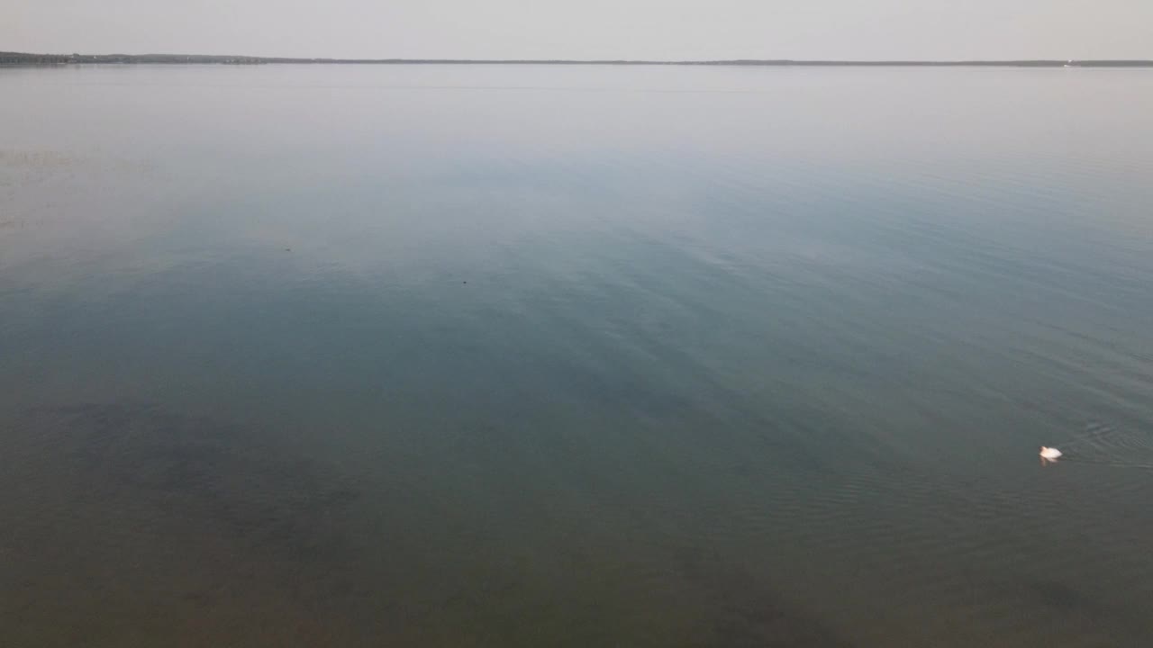 夏天天鹅在湖里游的全景。漂浮在水面上的天鹅的总体计划。鸟瞰图。视频素材
