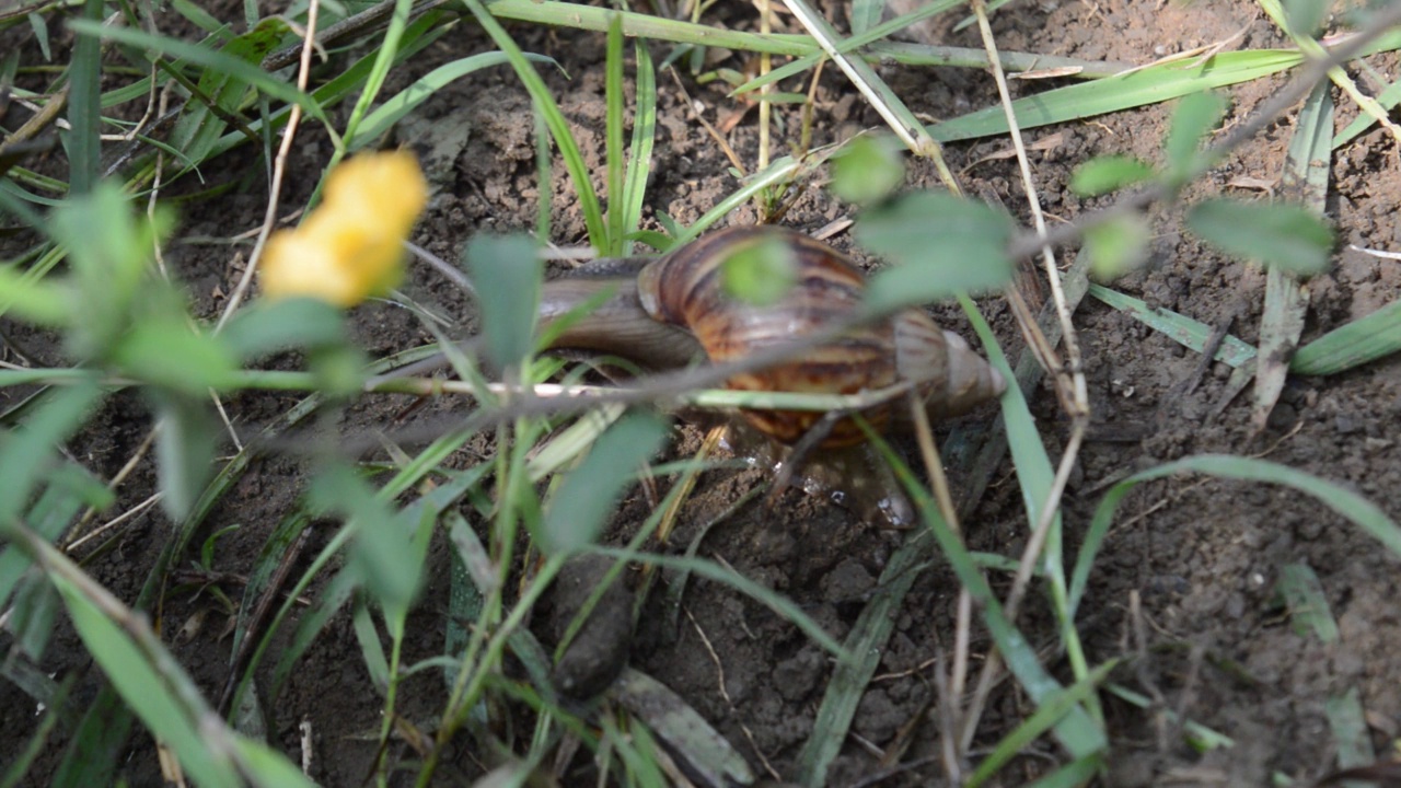 在草丛中行走的蜗牛视频下载