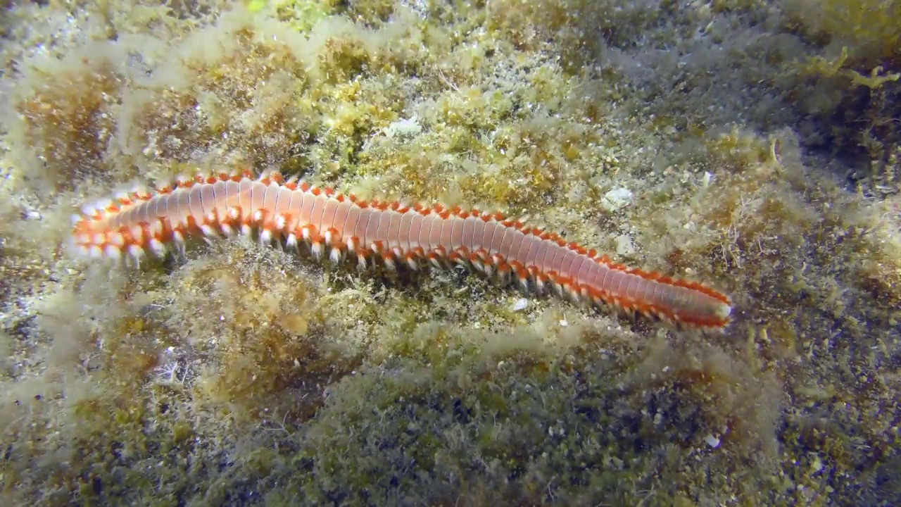 须火虫或须火虫(Hermodice carunculata)缓慢地沿着海底爬行，特写。地中海。视频下载
