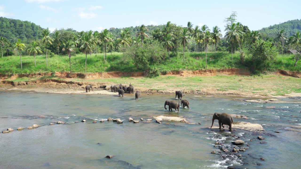 在自然丛林栖息地，一群大象正在过河，背景是棕榈树视频素材
