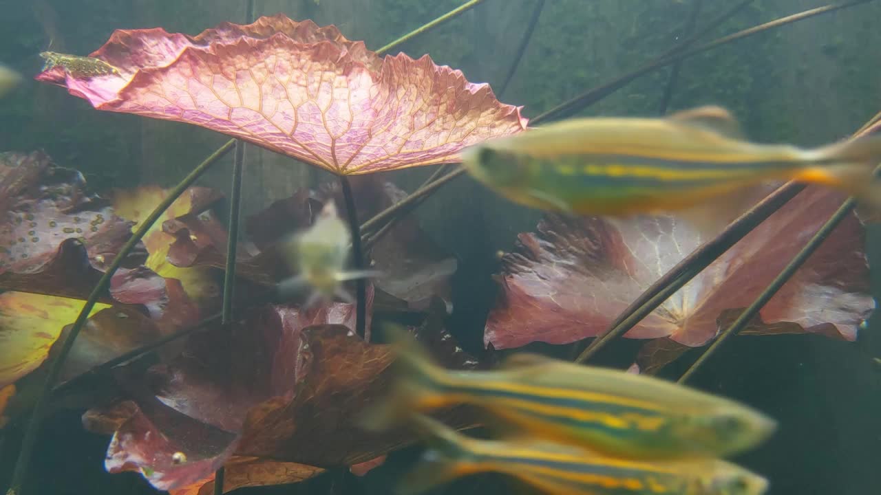 在海底快速游动的鱼的水下镜头视频素材