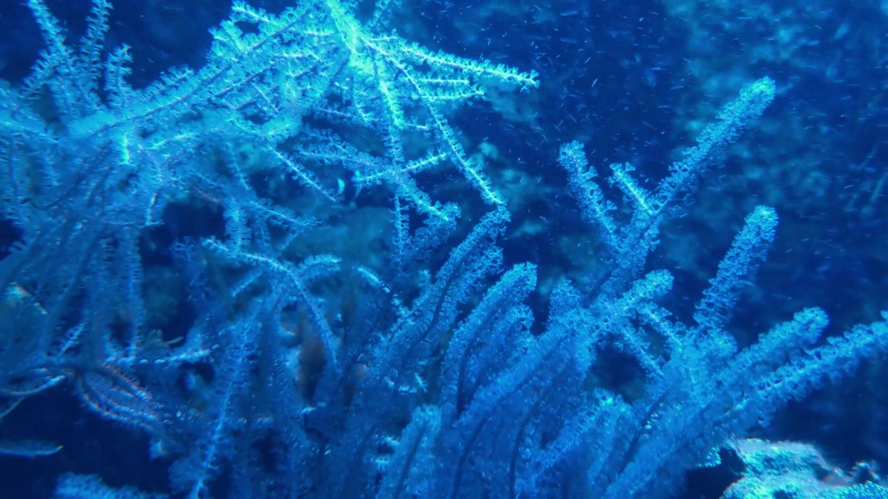 海底的海洋生物的水下镜头。美丽的藻类和鱼类视频素材