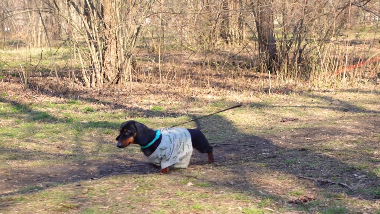 腊肠狗喜欢在晴天牵着皮带在公园散步视频下载