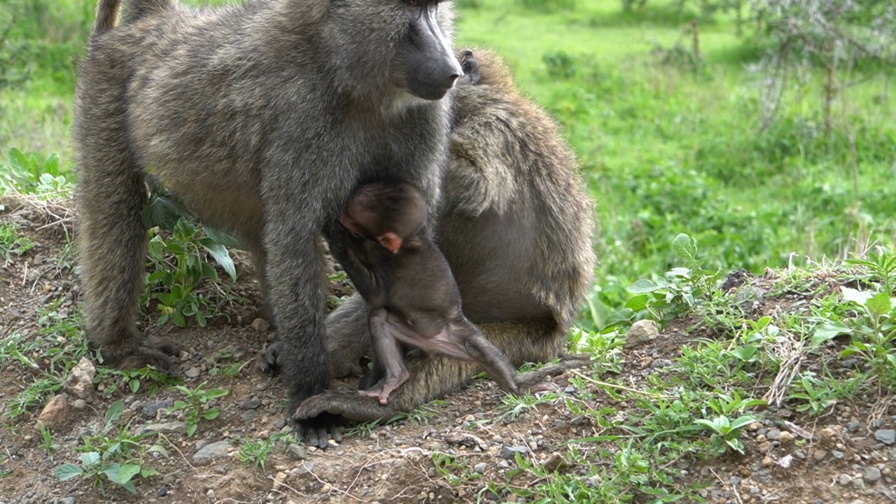 狒狒妈妈在梳理毛发，而狒狒宝宝在疑惑视频下载