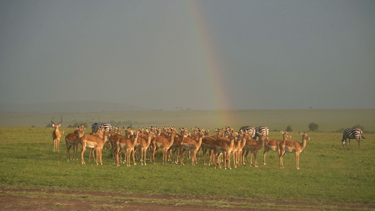 动物们在雨中紧紧地呆在一起，背景是一道彩虹。视频素材