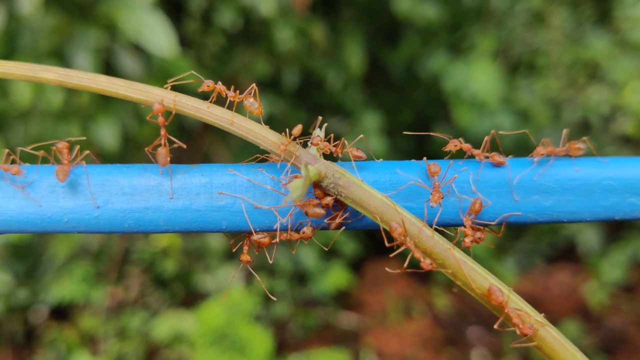 红蚂蚁穿过电线，特写拍摄自然背景视频下载
