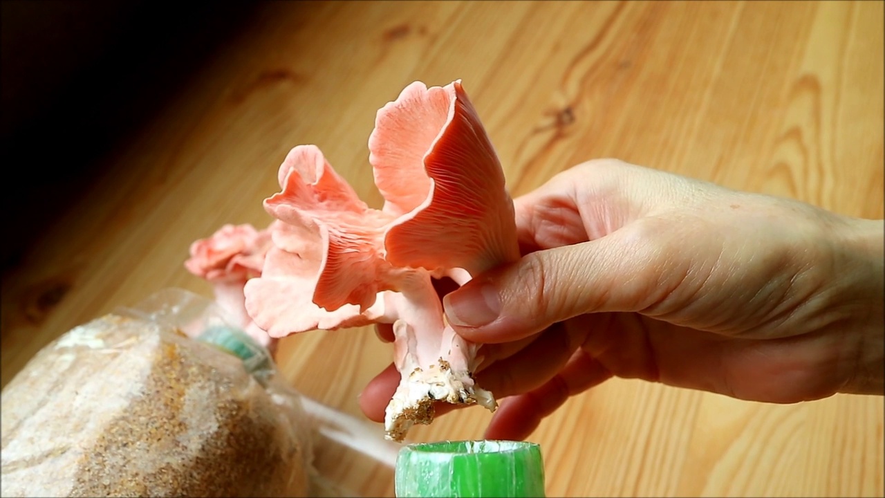 手从产卵袋收获充满活力的粉红色牡蛎蘑菇的镜头视频素材