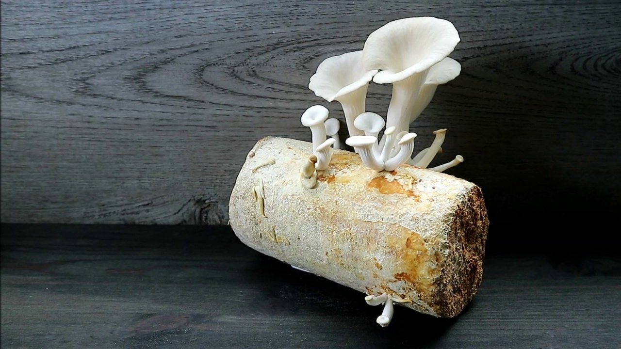 成熟的印度牡蛎蘑菇被未成熟的针状物包围在菌丝博克上生长的镜头视频素材