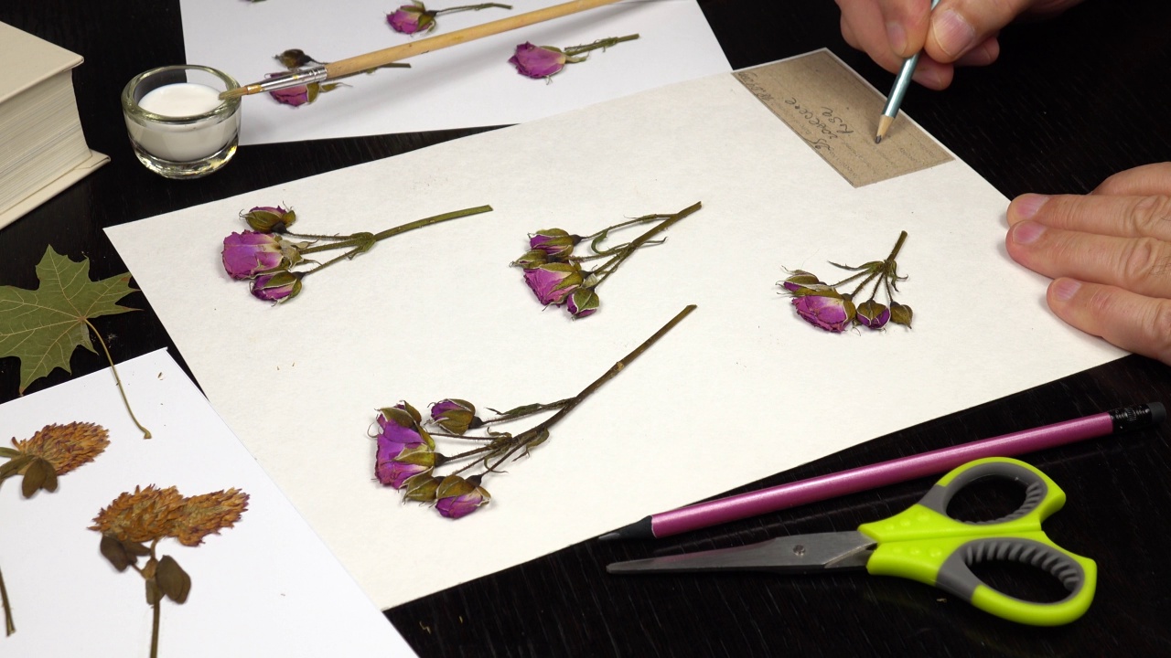 制作植物标本室，把植物的标签填在纸上。视频素材