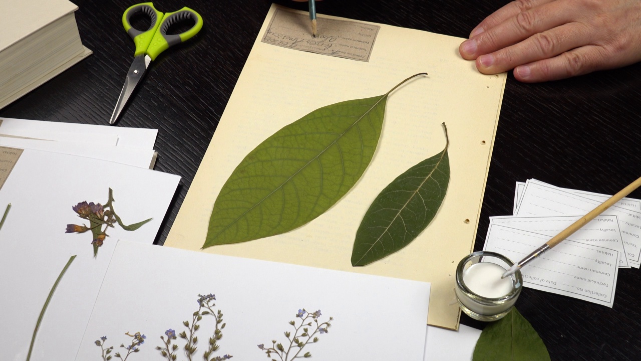 制作植物标本室，把植物的标签填在纸上。视频素材