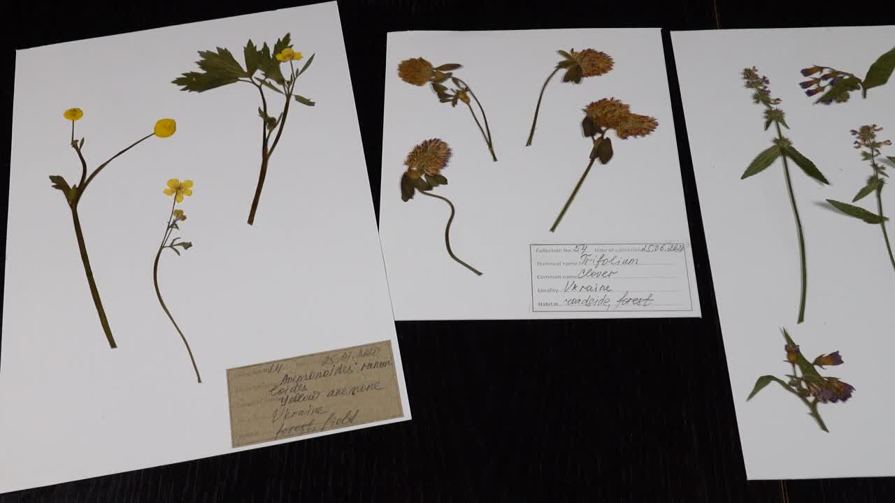 植物标本表上野花的标本视频素材