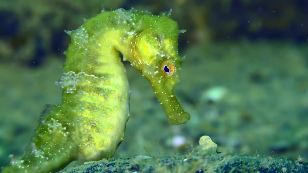 长鼻海马在海底的翠绿色艳丽。视频下载