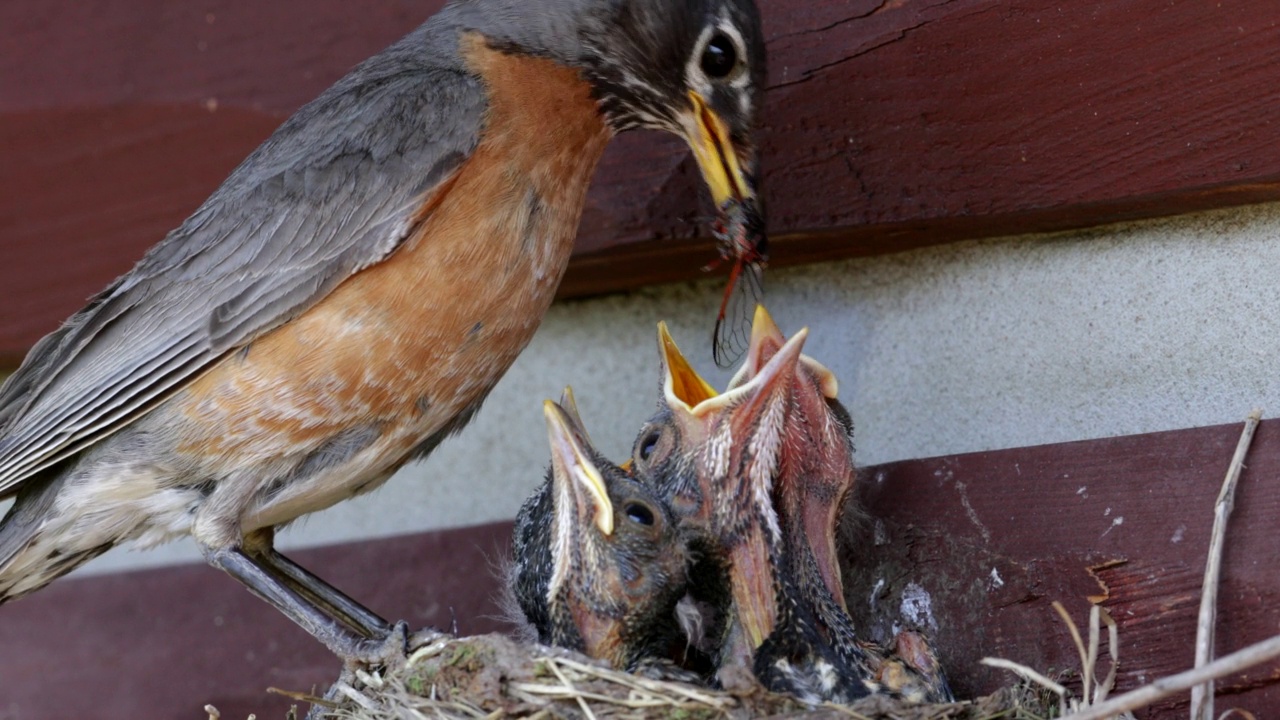 一只知更鸟(图杜斯迁徙鸟)在巢中喂养她的4只小雏鸟的4K慢动作镜头。视频素材