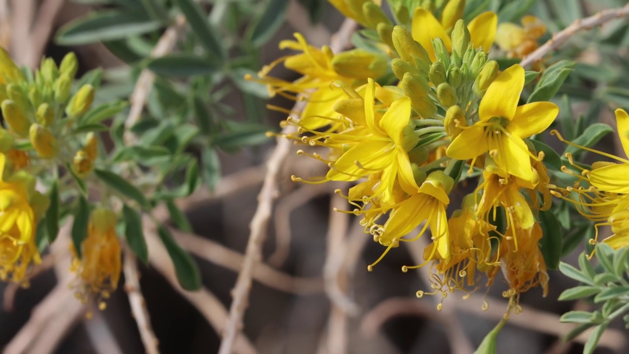 Peritoma Arborea Bloom -索诺兰沙漠- 022322视频素材
