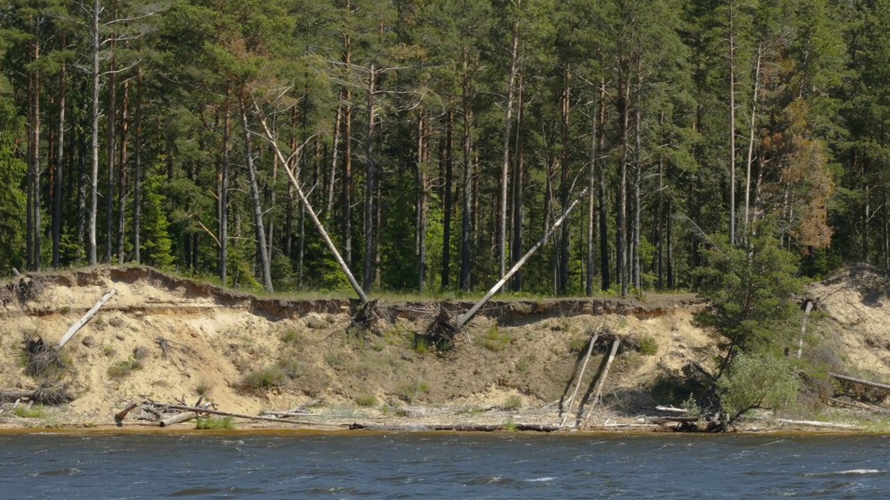 爱沙尼亚的一些倒下的树视频素材
