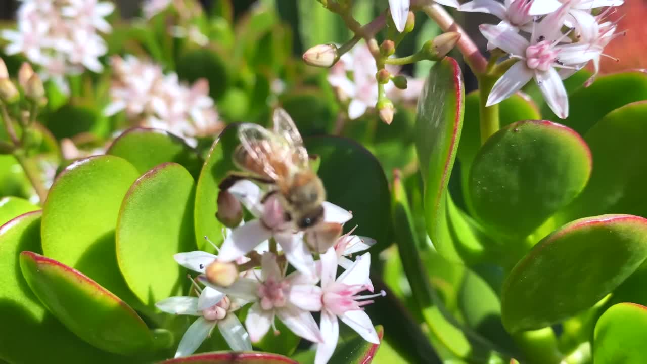 蜜蜂从多汁的花朵中收集花粉视频素材