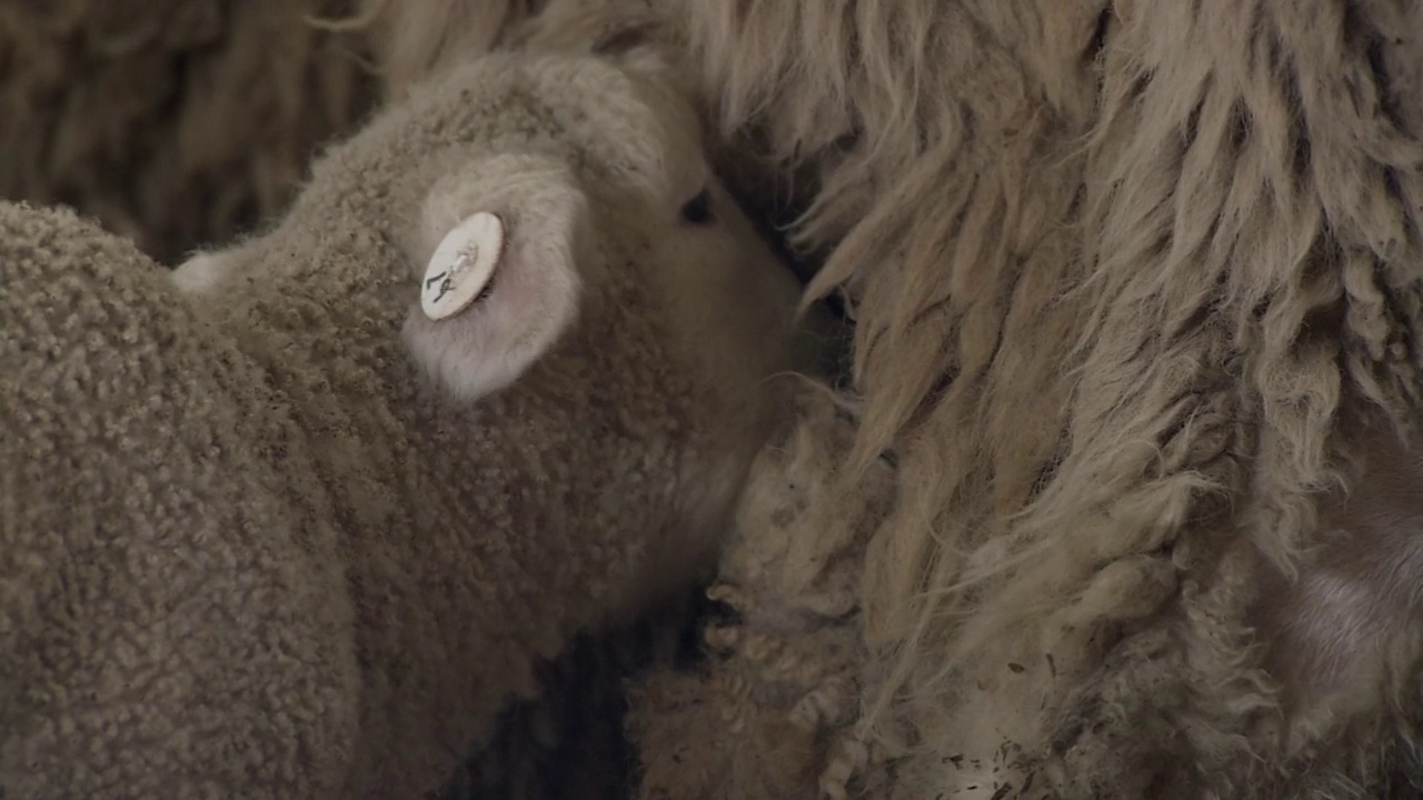 CU，吃奶羔羊，群马，日本视频下载