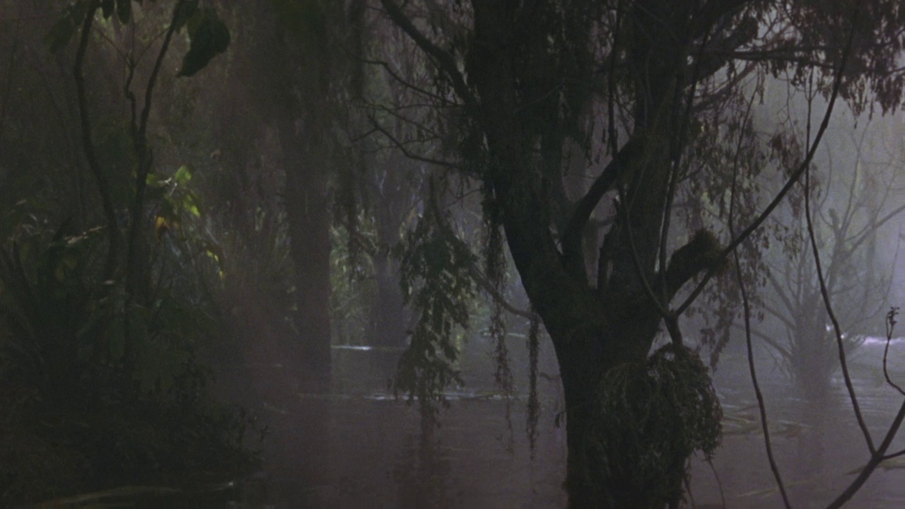 中等角度的多雾沼泽，树木从水里长出来。可能大沼泽地。看到绿色的叶子和棕色的树枝。在分散的树的底部看到沼泽的水视频素材